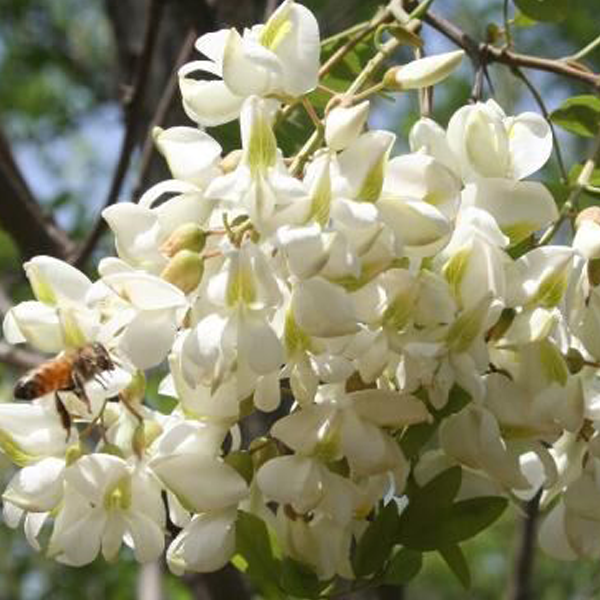 綠肥--白花灰葉豆 綠肥--白花灰葉豆